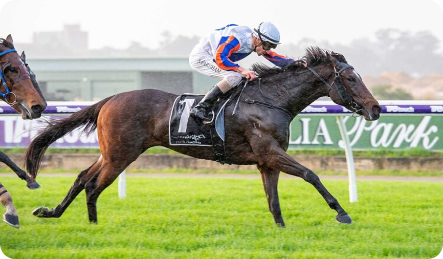Horse racing photo 19